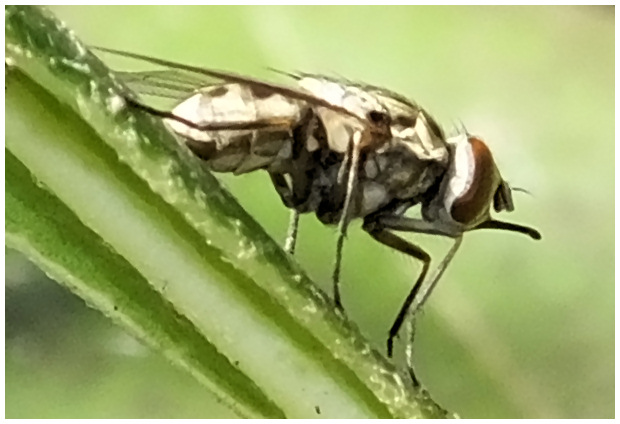 mouche-charbonneuse-1