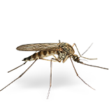 Cinq Sur Cinq Famille Lotion Anti-moustique