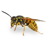 moustique4