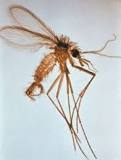 phlebotome