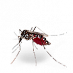 moustique2